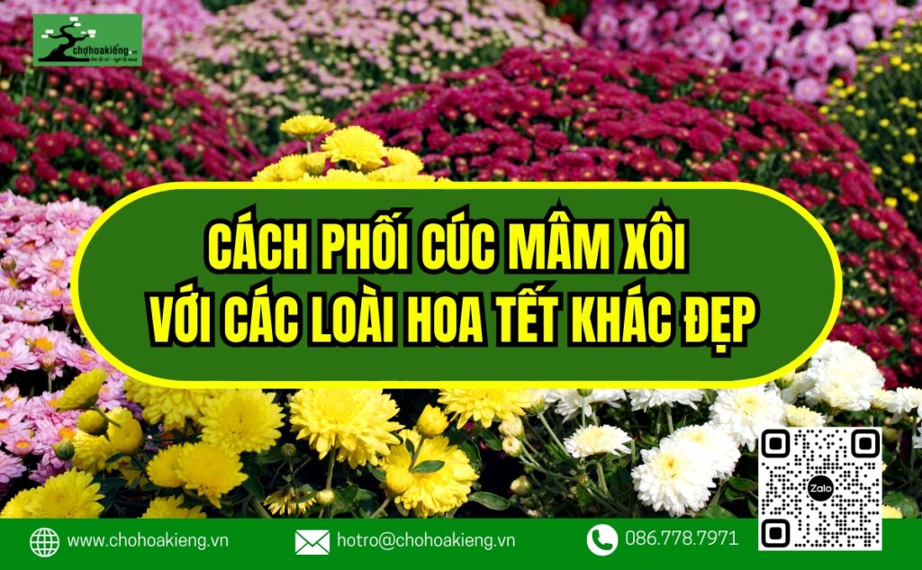 Cách Phối Cúc Mâm Xôi Với Các Loài Hoa Tết Khác Đẹp, Thu Hút Tài Lộc - Chợ Hoa Kiểng