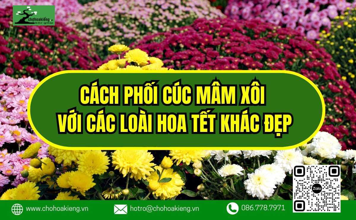 Cách Phối Cúc Mâm Xôi Với Các Loài Hoa Tết Khác Đẹp, Thu Hút Tài Lộc - Chợ Hoa Kiểng