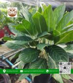 Cây Bạch Mã Hoàng Tử - Cửa Hàng Cây Giống Chợ Lách 1