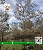 Cây Bàng Cẩm Thạch - Cửa Hàng Cây Giống Chợ Lách 1