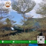 Cây Bàng Cẩm Thạch - Cửa Hàng Cây Giống Chợ Lách