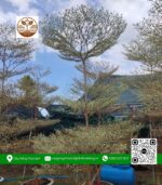Cây Bàng Cẩm Thạch - Cửa Hàng Cây Giống Chợ Lách