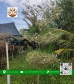 Cây Bàng Cẩm Thạch - Cửa Hàng Cây Giống Chợ Lách 2