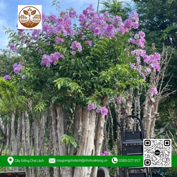 Cây Bằng Lăng Núi - Cửa Hàng Cây Giống Chợ Lách