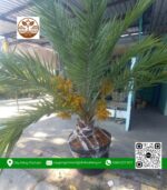 Cây Chà Là Thái - Cửa Hàng Cây Giống Chợ Lách 1