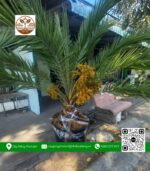 Cây Chà Là Thái - Cửa Hàng Cây Giống Chợ Lách
