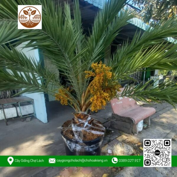 Cây Chà Là Thái - Cửa Hàng Cây Giống Chợ Lách