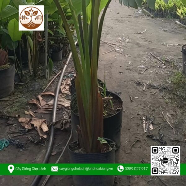 Cây Chuối Rẻ Quạt - Cửa Hàng Cây Giống Chợ Lách 1