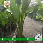 Cây Chuối Rẻ Quạt - Cửa Hàng Cây Giống Chợ Lách