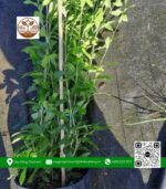 Cây Cúc Tần Ấn Độ - Cửa Hàng Cây Giống Chợ Lách 1