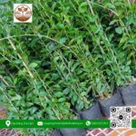 Cây Cúc Tần Ấn Độ - Cửa Hàng Cây Giống Chợ Lách