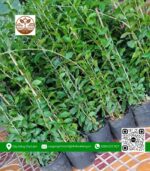 Cây Cúc Tần Ấn Độ - Cửa Hàng Cây Giống Chợ Lách