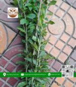 Cây Cúc Tần Ấn Độ - Cửa Hàng Cây Giống Chợ Lách 2