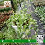 Cây Đô La - Cửa Hàng Cây Giống Chợ Lách