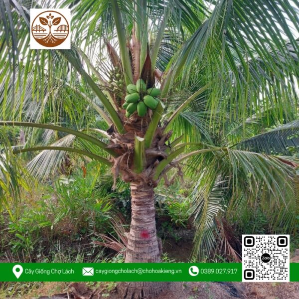 Cây Dừa Xanh - Cửa Hàng Cây Giống Chợ Lách
