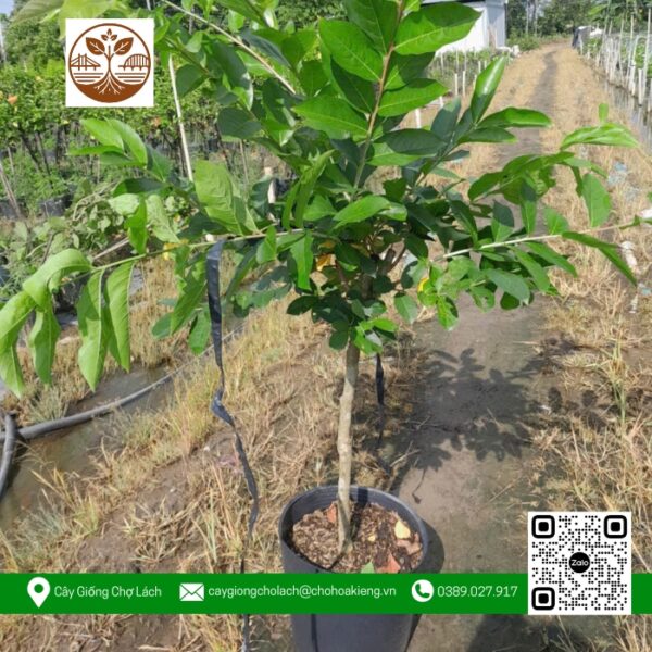 Cây Giống Bằng Lăng Thái - Cửa Hàng Cây Giống Chợ Lách 1