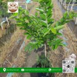 Cây Giống Bằng Lăng Thái - Cửa Hàng Cây Giống Chợ Lách