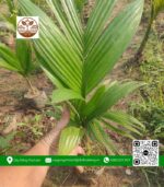 Cây Giống Cau Ăn Trầu (F2) - Cửa Hàng Cây Giống Chợ Lách 1