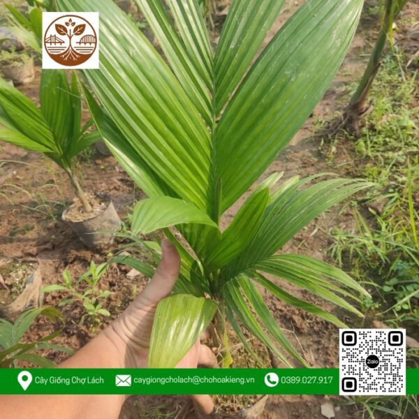 Cây Giống Cau Ăn Trầu (F2) - Cửa Hàng Cây Giống Chợ Lách 1