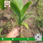 Cây Giống Cau Ăn Trầu (F2) - Cửa Hàng Cây Giống Chợ Lách