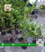 Cây Giống Cherry Brazil - Cửa Hàng Cây Giống Chợ Lách 1