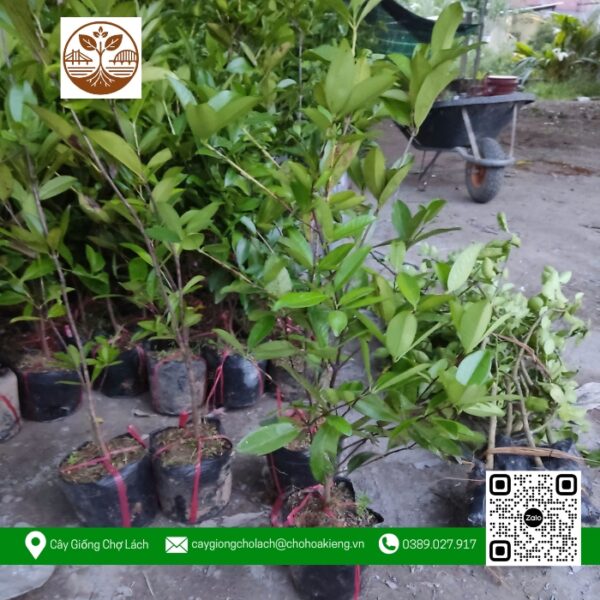 Cây Giống Cherry Brazil - Cửa Hàng Cây Giống Chợ Lách 1