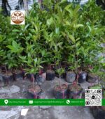 Cây Giống Cherry Brazil - Cửa Hàng Cây Giống Chợ Lách