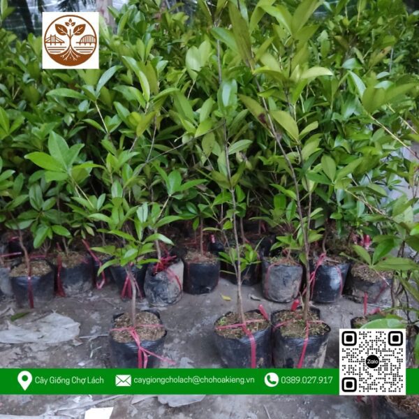 Cây Giống Cherry Brazil - Cửa Hàng Cây Giống Chợ Lách