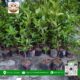 Cây Giống Cherry Brazil - Cửa Hàng Cây Giống Chợ Lách