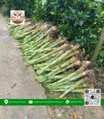 Cây Giống Chuối Sáp - Cửa Hàng Cây Giống Chợ Lách 1