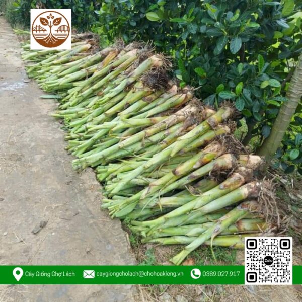 Cây Giống Chuối Sáp - Cửa Hàng Cây Giống Chợ Lách 1