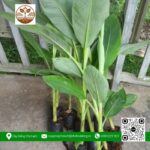 Cây Giống Chuối Sáp - Cửa Hàng Cây Giống Chợ Lách