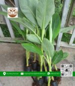 Cây Giống Chuối Sáp - Cửa Hàng Cây Giống Chợ Lách