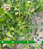 Cây Giống Cóc Thái Có Sẵn Hoa - Cửa Hàng Cây Giống Chợ Lách 1