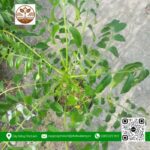 Cây Giống Cóc Thái Có Sẵn Hoa - Cửa Hàng Cây Giống Chợ Lách