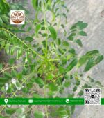 Cây Giống Cóc Thái Có Sẵn Hoa - Cửa Hàng Cây Giống Chợ Lách