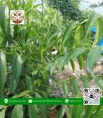 Cây Giống Cóc Thái Có Sẵn Hoa - Cửa Hàng Cây Giống Chợ Lách 2