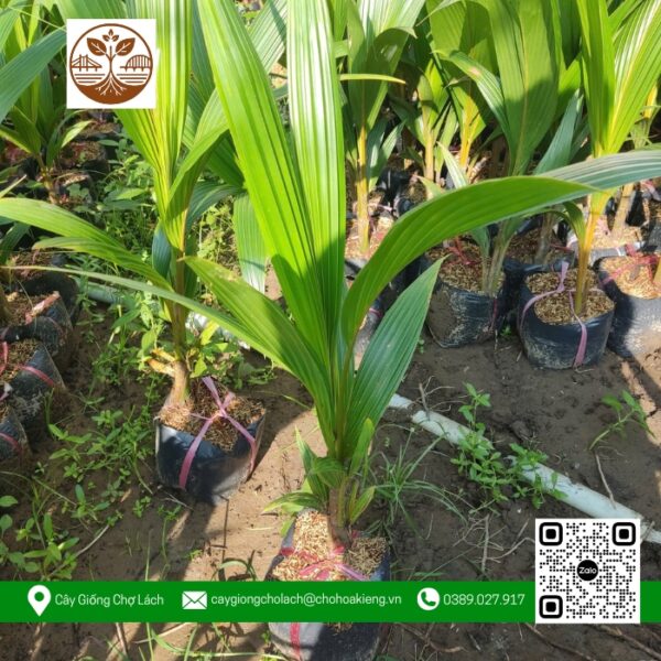 Cây Giống Dừa Xiêm Xanh - Cửa Hàng Cây Giống Chợ Lách