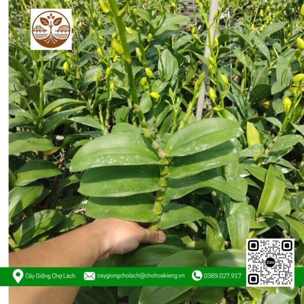 Cây Giống Hoa Lan Denro - Cửa Hàng Cây Giống Chợ Lách 1