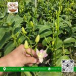 Cây Giống Hoa Lan Denro - Cửa Hàng Cây Giống Chợ Lách
