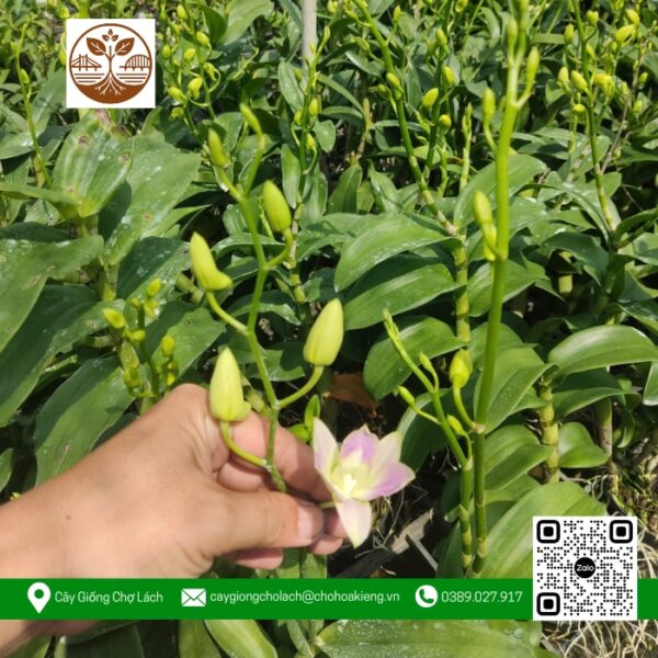 Cây Giống Hoa Lan Denro - Cửa Hàng Cây Giống Chợ Lách