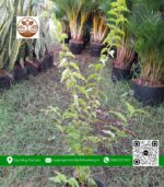 Cây Giống Hồng Quân - Cửa Hàng Cây Giống Chợ Lách 1