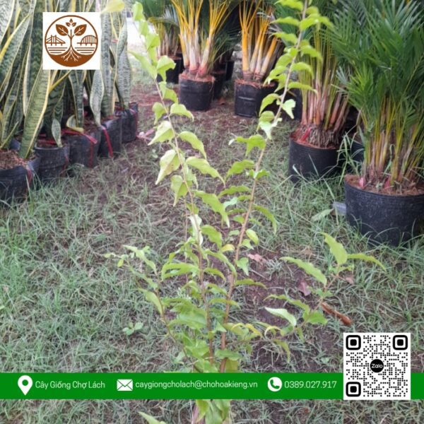Cây Giống Hồng Quân - Cửa Hàng Cây Giống Chợ Lách 1