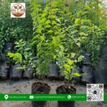 Cây Giống Hồng Quân - Cửa Hàng Cây Giống Chợ Lách