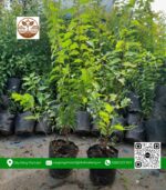 Cây Giống Hồng Quân - Cửa Hàng Cây Giống Chợ Lách
