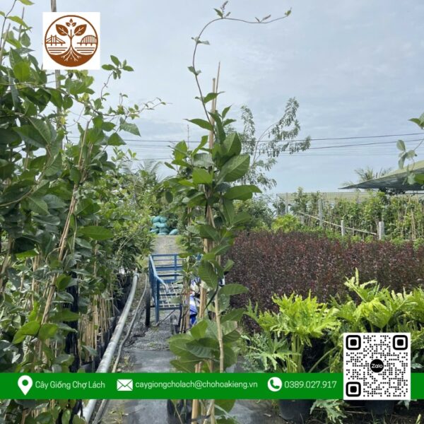 Cây Giống Mai xanh - Cửa Hàng Cây Giống Chợ Lách 3