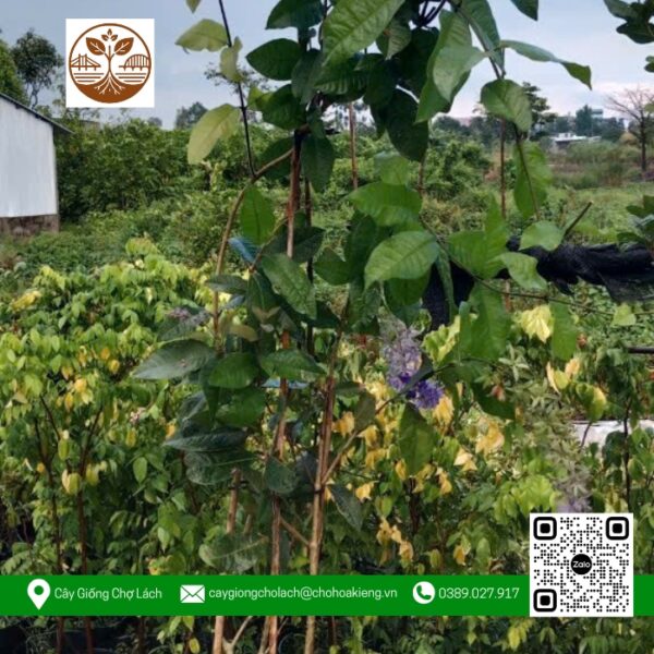 Cây Giống Mai xanh - Cửa Hàng Cây Giống Chợ Lách