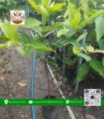 Cây Giống Mận Đỏ An Phước - Cửa Hàng Cây Giống Chợ Lách 1