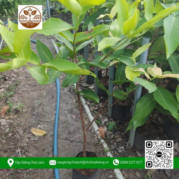 Cây Giống Mận Đỏ An Phước - Cửa Hàng Cây Giống Chợ Lách 1