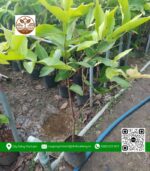 Cây Giống Mận Đỏ An Phước - Cửa Hàng Cây Giống Chợ Lách